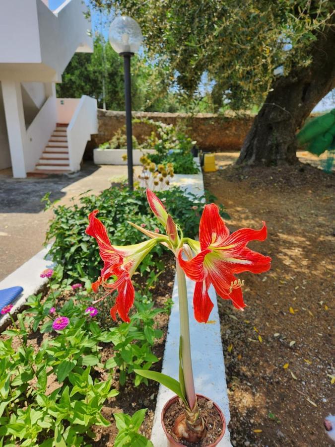 Casa Vacanza Maria Antonieta Marina di Camerota Luaran gambar